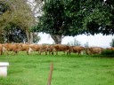 DSC00837_1